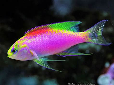 Pseudanthias ventralis var. hawaiiensis