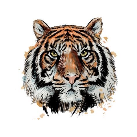 Tiger head portrait from a splash of watercolor, colored drawing, realistic. Vector illustration ...