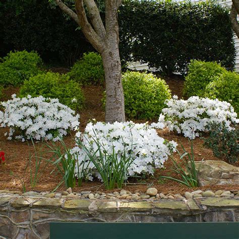 Autumn Angel® Encore® Azaleas for Sale – FastGrowingTrees.com