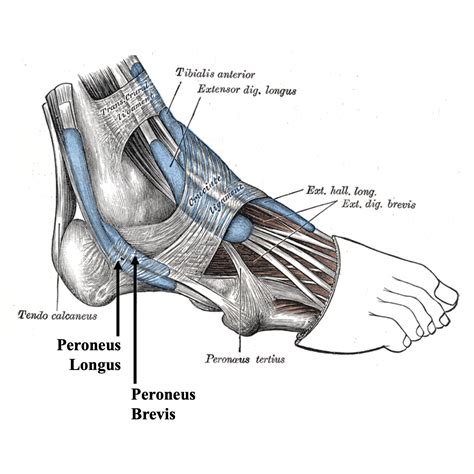 Peroneal Tears — Daniel Bohl, MD | Midwest Orthopaedics at RUSH