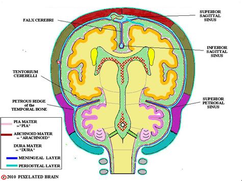 Tentorium cerebelli & falx cerebelli