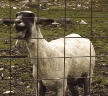 Screaming Goat GIFs | Tenor