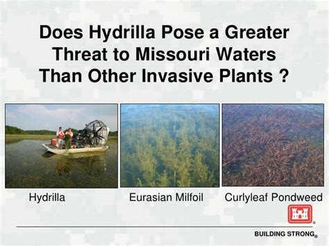 The Biology and Management of Hydrilla