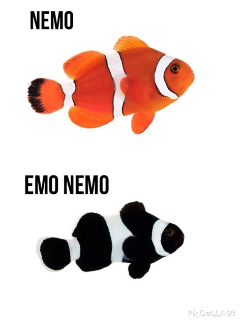 Nemo // emo nemo | Funny memes, Mood pics, Really funny pictures