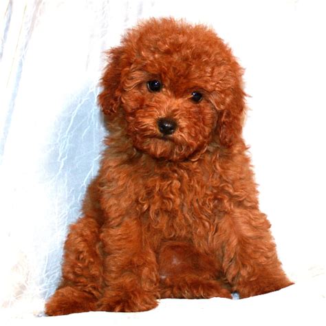 Teddy Bear Poodle Puppies for Sale - Scarlet's Fancy Poodles