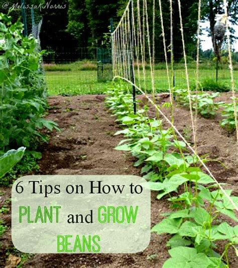 a garden with plants growing in it and the words 6 tips on how to plant and grow beans