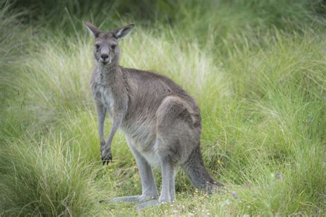 Eastern Grey Kangaroos