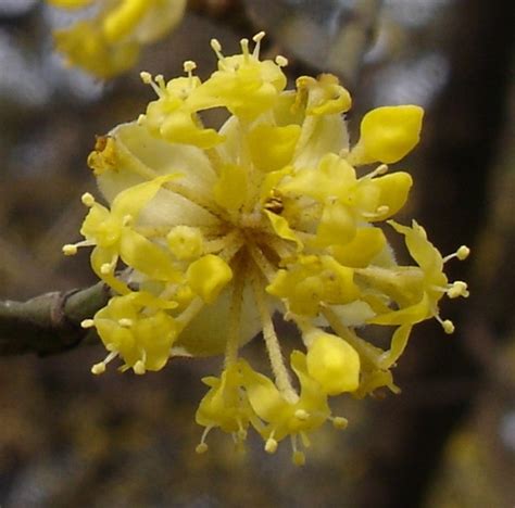 Cornouiller mâle - Cornus mas L. - Arboretum de Gembloux Agro BioTech