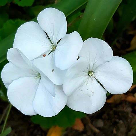 Pelargonium 'Horizon Pure White' (Horizon Series), Pelargonium 'Horizon ...