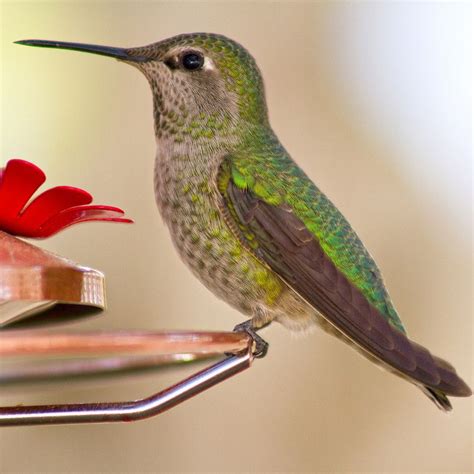 Female Anna's Hummingbird | Annas hummingbird, Hummingbird, Female