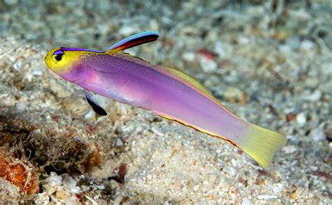 Colorful New Species of Dartfish Discovered in Pacific Ocean | Sci.News