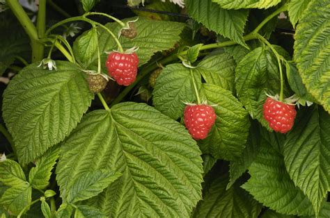 Raspberry Bugs: How to Get Rid of Bugs on Raspberries