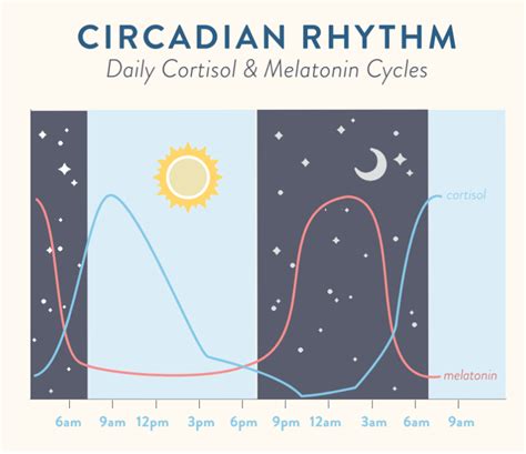 Regulating Circadian Rhythm (and why that's important) - The Paleo Mom