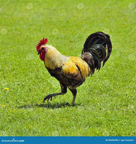 Denizli Rooster stock photo. Image of outdoors, color - 50696996