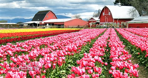 Skagit Valley Tulip Festival photo travel and tours gallery