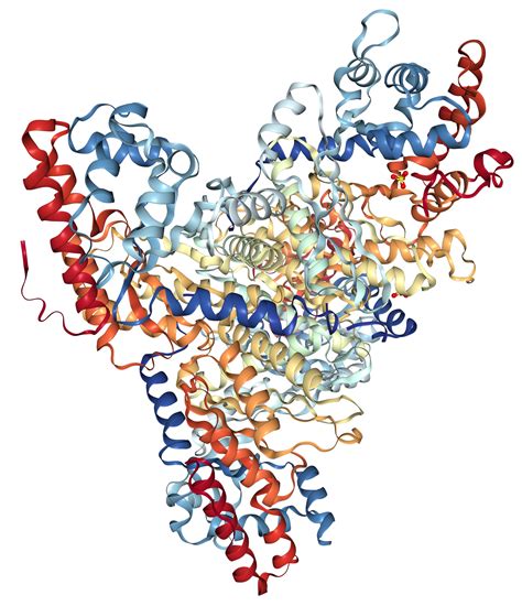 Aldolase B Protein Overview | Sino Biological