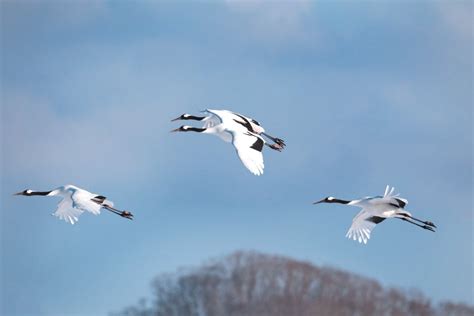 Kushiro Wetlands - Hokkaido Winter Birding Photo Tour - JAPAN DREAMSCAPES