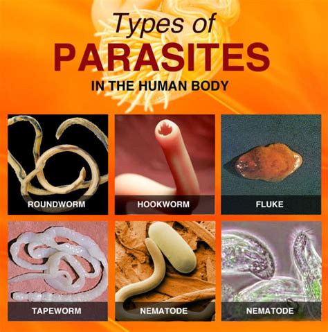 Parasites Infection and Your Brain Health - Naturopathic Medicine ...