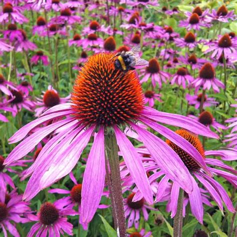 Purple Coneflower Seeds USA Perennial Garden Flower Hedgehog - Etsy