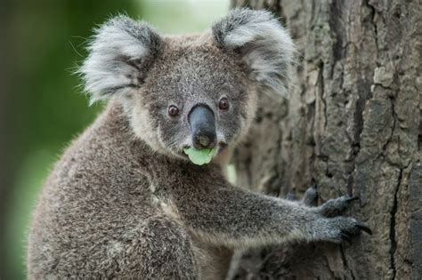 KOALA TREES IN THE MANNING AND GREAT LAKES AREA - The Manning Community News