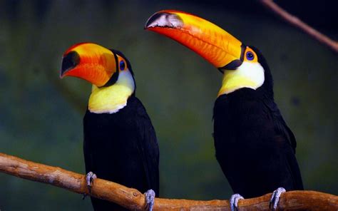 Toucan Wallpapers - Top Free Toucan Backgrounds - WallpaperAccess