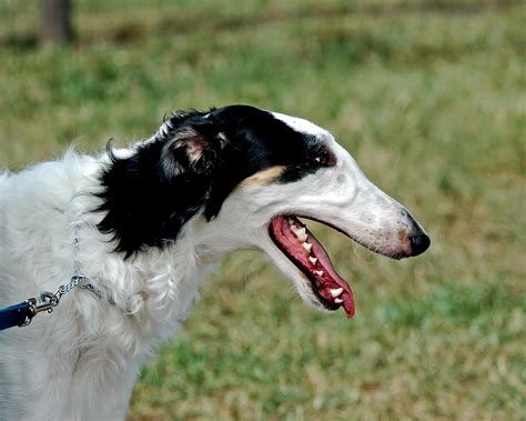 Cute Borzoi dog photo and wallpaper. Beautiful Cute Borzoi dog pictures