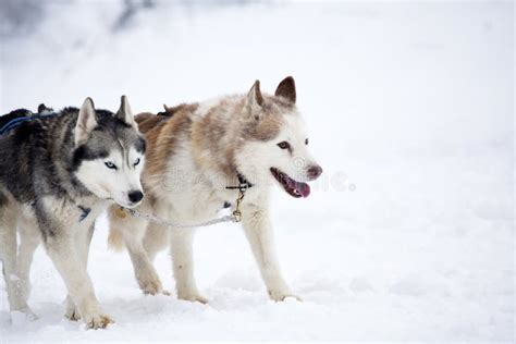 Siberian Husky Dogs in the Snow Stock Image - Image of attitude, canine ...