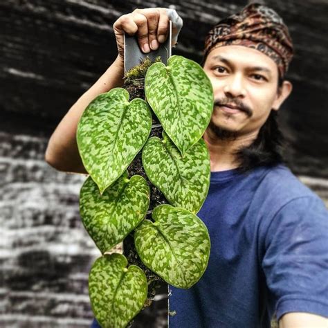 a man holding up a plant with green leaves