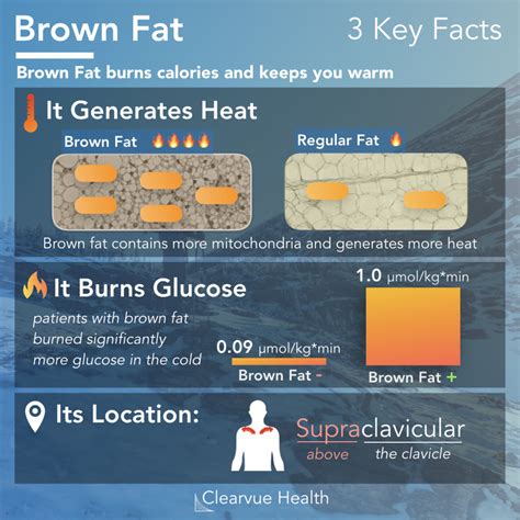 Visualized Facts: Brown Fat Burns Calories & Keeps You Warm