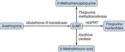 Azathioprine Mechanism Of Action - slidesharetrick