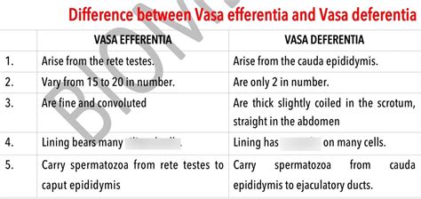 Difference between vasa efferentia and vas deferens Diagram | Quizlet