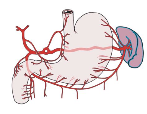 Branches of Celiac Trunk Diagram | Quizlet