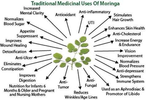 Moringa: The Tree of Life, The Miracle Tree - Parkerable