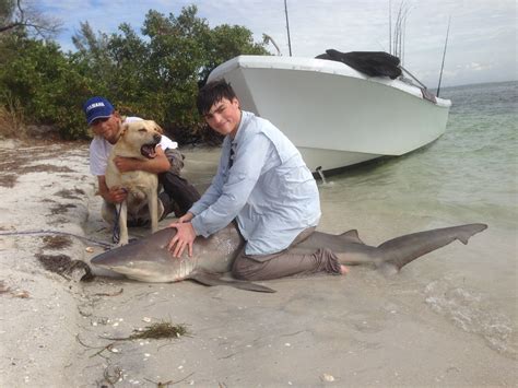 Sunday, 12/29/13, Captiva Fishing Report: Sandbar sharks everywhere ...