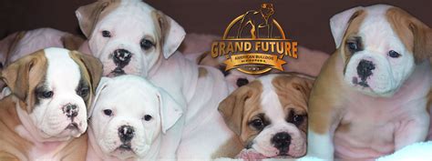 17 HQ Photos American Bulldog Breeders In Georgia : American Bulldog Informationen Welpen Zu ...