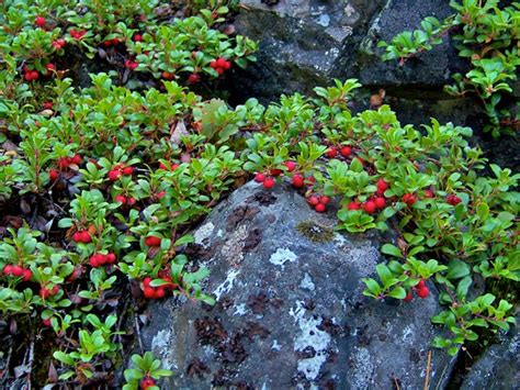 CRCCD – Bearberry – Connecticut’s Conservation Districts