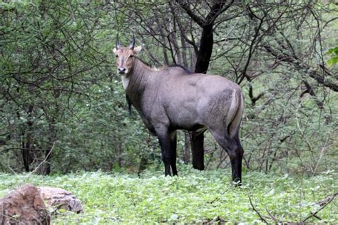 Nilgai - Characteristics, Habitat, Behaviour, and Conservation