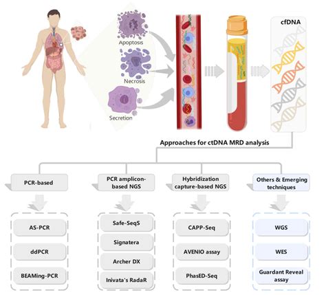 Detecting liquid remnants of solid tumors treated with curative intent: Circulating tumor DNA as ...