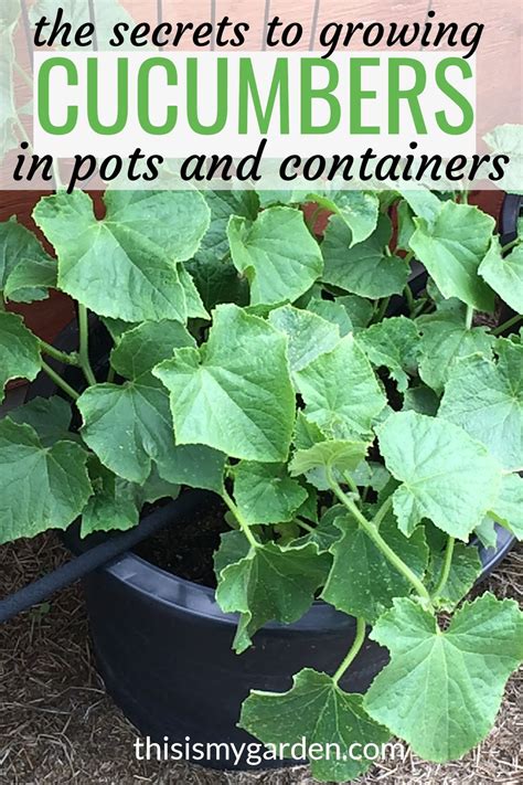 How To Grow Cucumbers In Containers - The Simple Secrets To Success! | Growing cucumbers ...