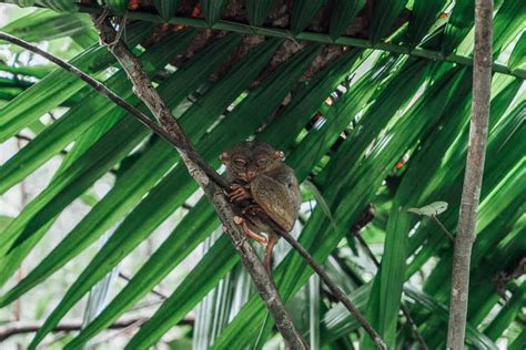 Tarsier Conservation Area In Bohol - Visitor's Guide