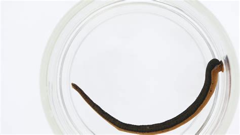 New leech species discovered by scientists in Maryland