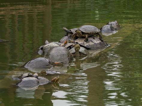 The Life of the River Turtles Stock Photo - Image of scenic, south: 169815098