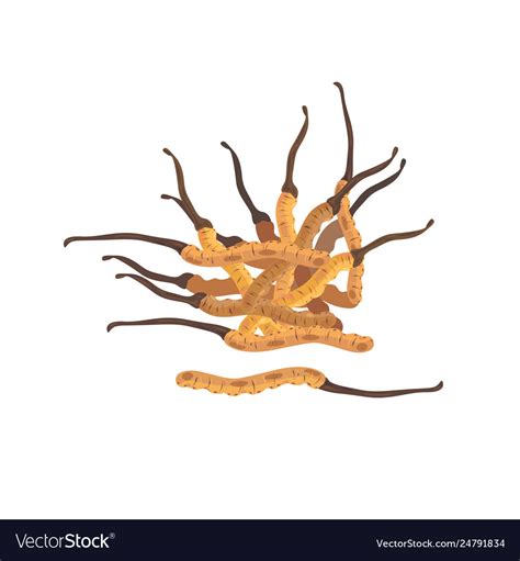 Cordyceps Royalty Free Vector Image - VectorStock