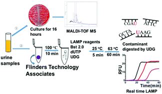 Uracil-DNA-glycosylase-assisted loop-mediated isothermal amplification for detection of bacteria ...