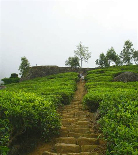 Tea Estate walking in Haputale | Tea estate Trails in Bandarawela - Haputale | Trekking in Haputale