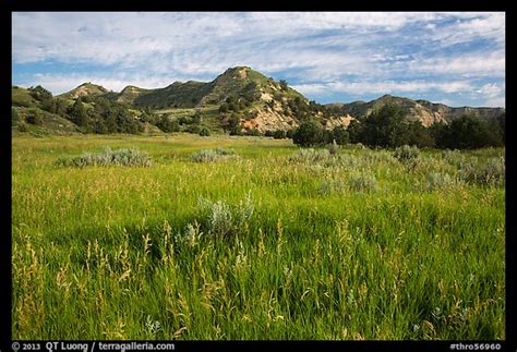 Picture/Photo: Meadow and badlands, early morning, Elkhorn Ranch Unit ...