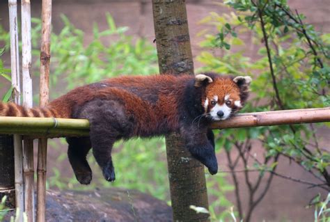 Red panda, hanging out at Columbus Zoo And Aquarium in OH. | Animals, Columbus zoo, Animals ...