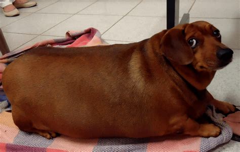 A big fat weiner : pics