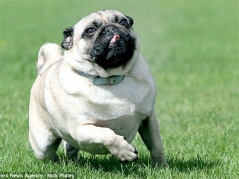 These Pictures Of Dogs Running Will Fill You With Joy! | Dogs running funny, Funny dog memes ...