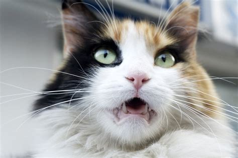 11 Smells Cats Hate & How They May Repel Cats